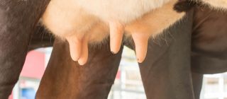 Udder & Teat Hygiene