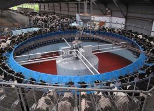 Click Here To Enlarge This Photo Of Rotary Milking Parlours