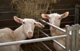 Goat and Sheep Parlours