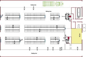 Click Here To Enlarge This Photo Of Free Cow Traffic System