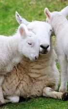 Click Here To Enlarge This Photo Of COX SHEEP BREEDING CATALOGUE