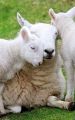 COX SHEEP BREEDING CATALOGUE