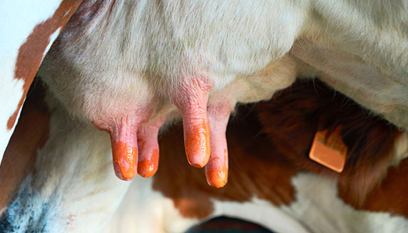 Udder & Teat Hygiene